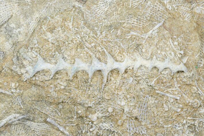 Archimedes Screw Bryozoan Fossil - Alabama #178201